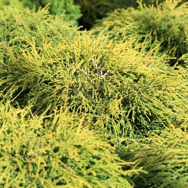 Sungold Thread-Branch Cypress - 3 Gallon Container