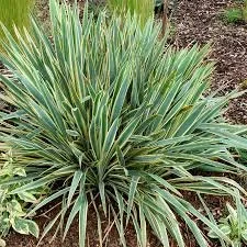 Bright Edge Yucca