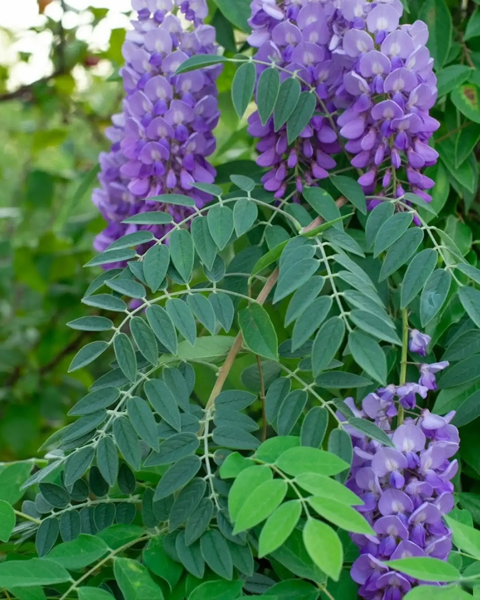 1762615192516-amethyst-falls-wisteria-7.webp