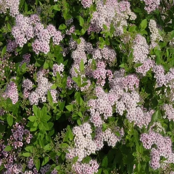 spiraea-little-princess-600x600-1.jpg