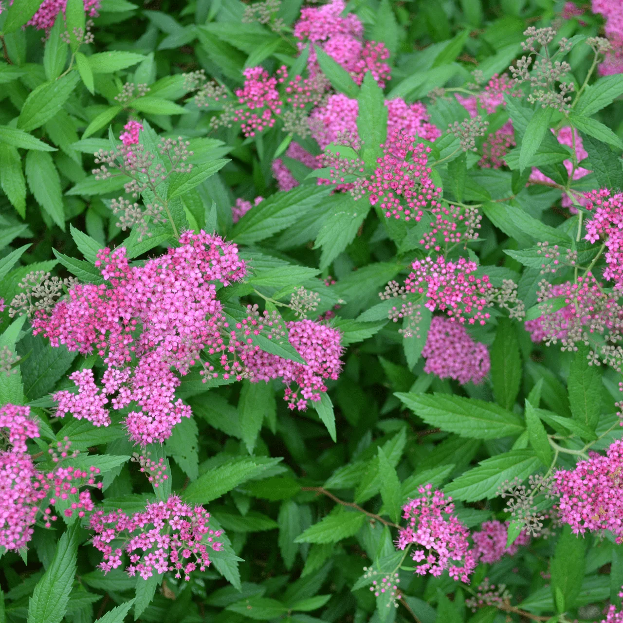 bare-root-anthony-waterer-spirea-spiraea-japonica-cv-498195.png.webp