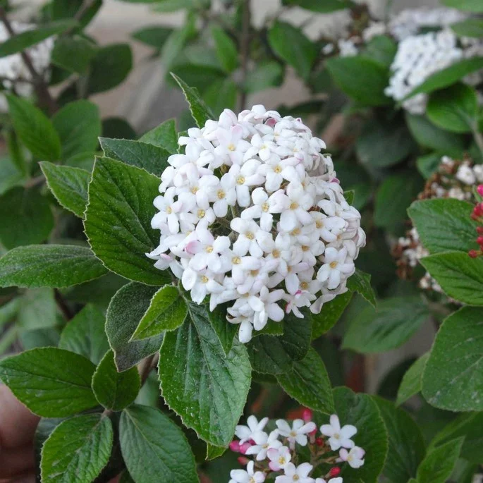Burkwood Viburnum