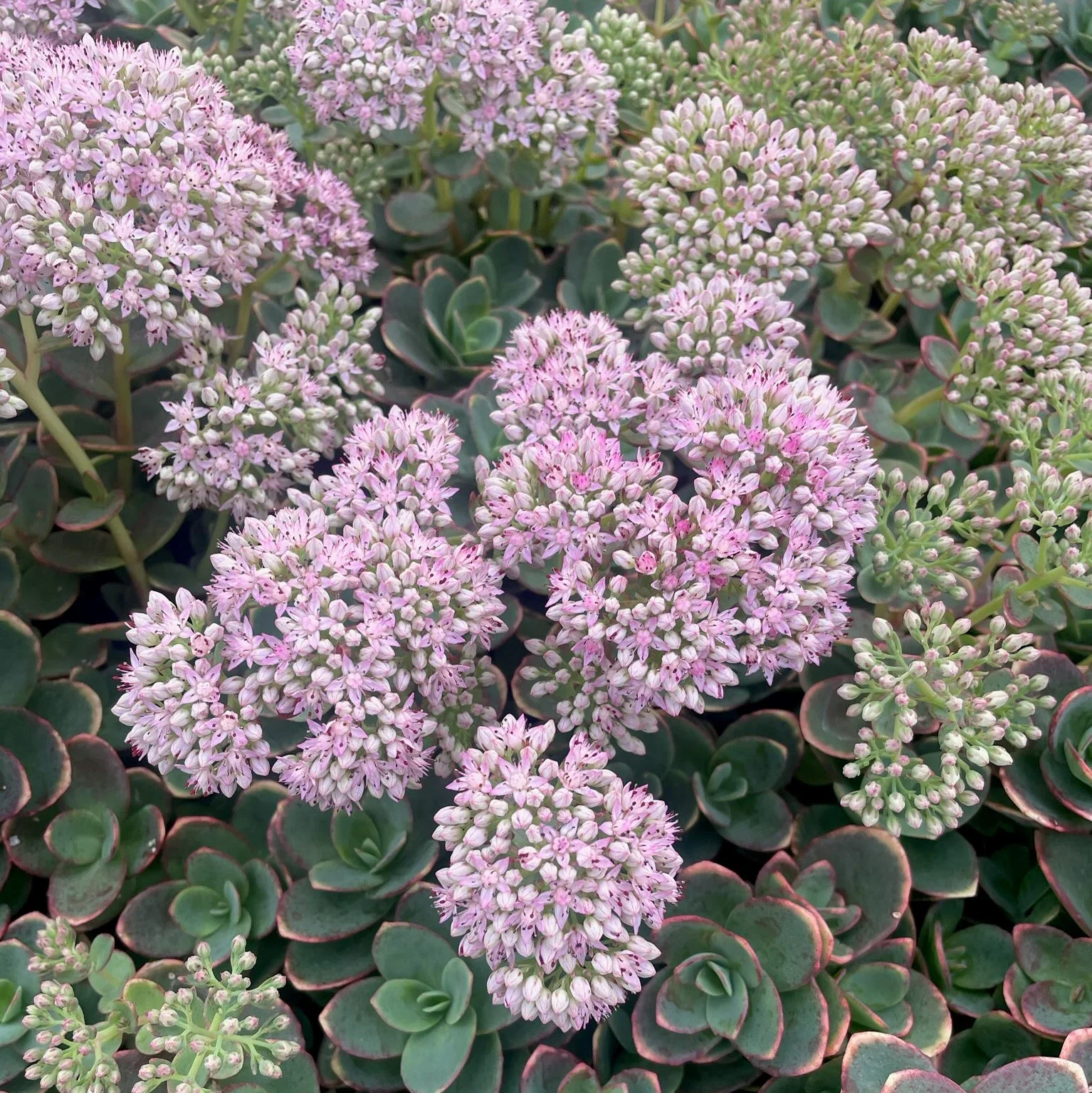 Sedum-Sunsparkler®-Lime-Zinger-August-blooms-2.jpg.webp
