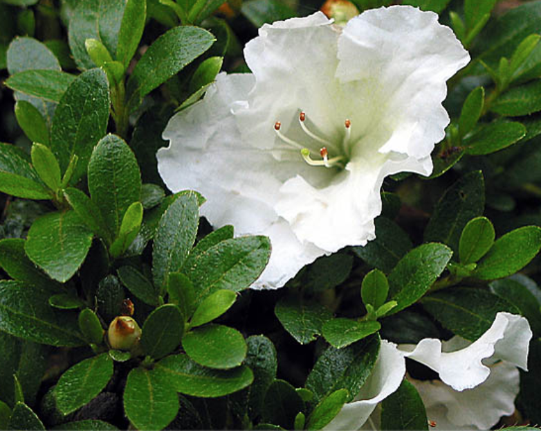 Azalea-‘Gumpo-White.png