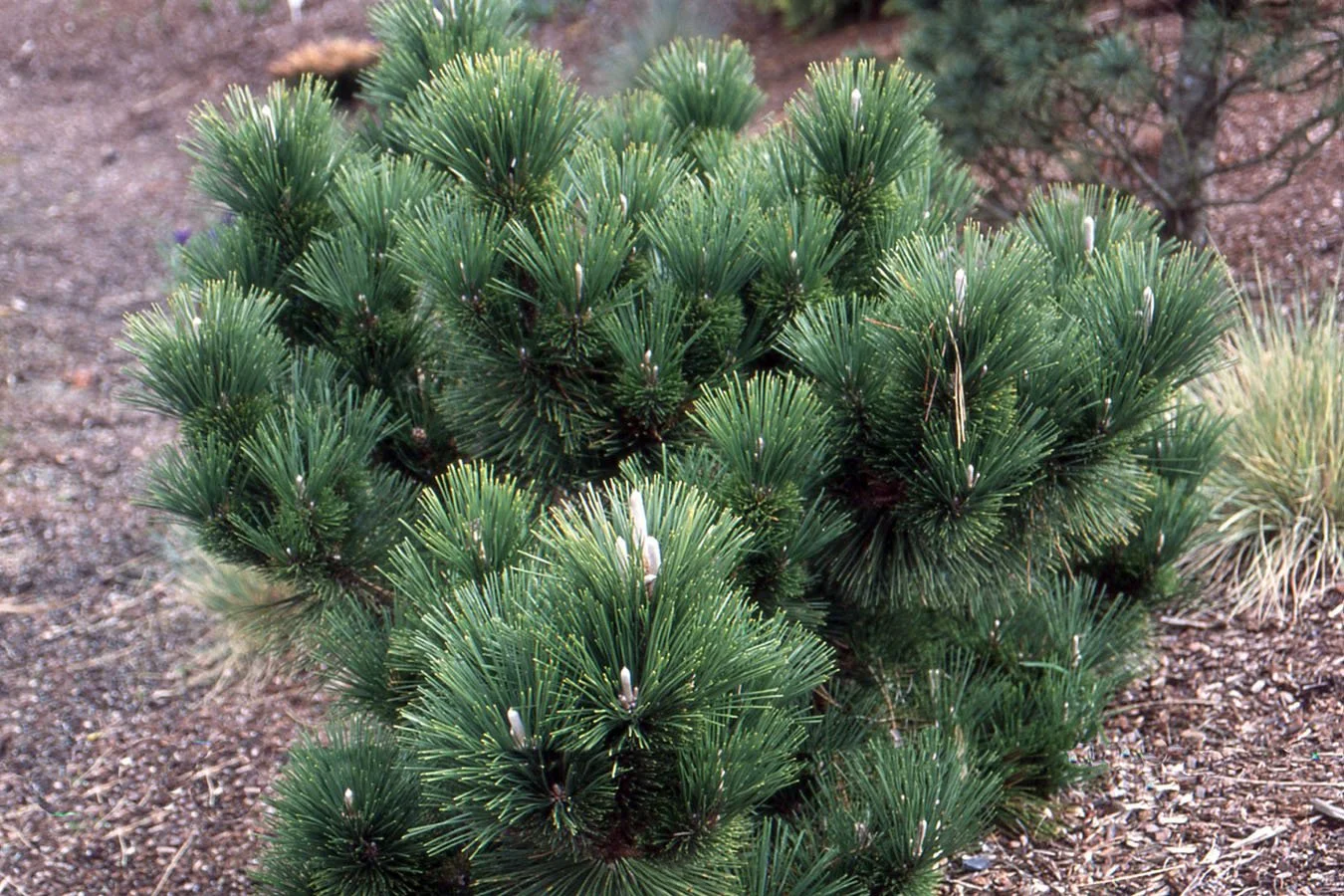 Thunderhead Japanese Black Pine - 10 Gallon Container