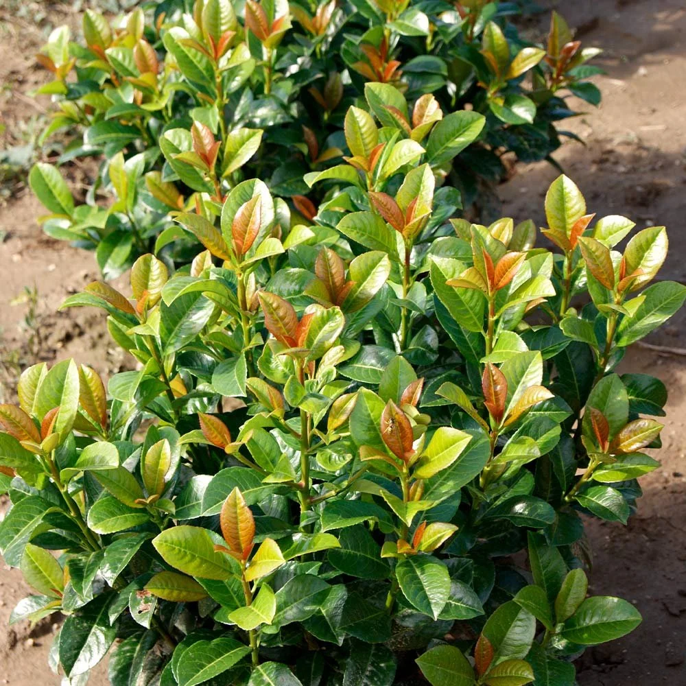 Volcano_Laurel_4.jpg