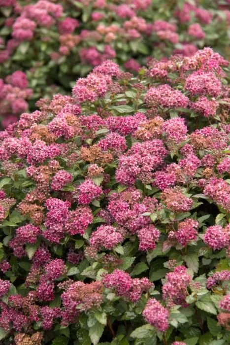 spirea_lil_flirt.jpg