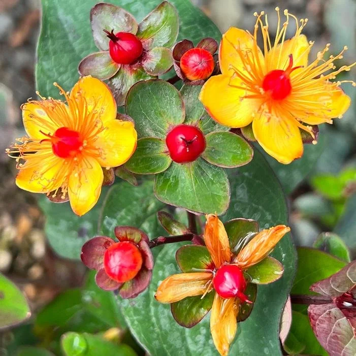 FloralBerry Sangria St. John's Wort