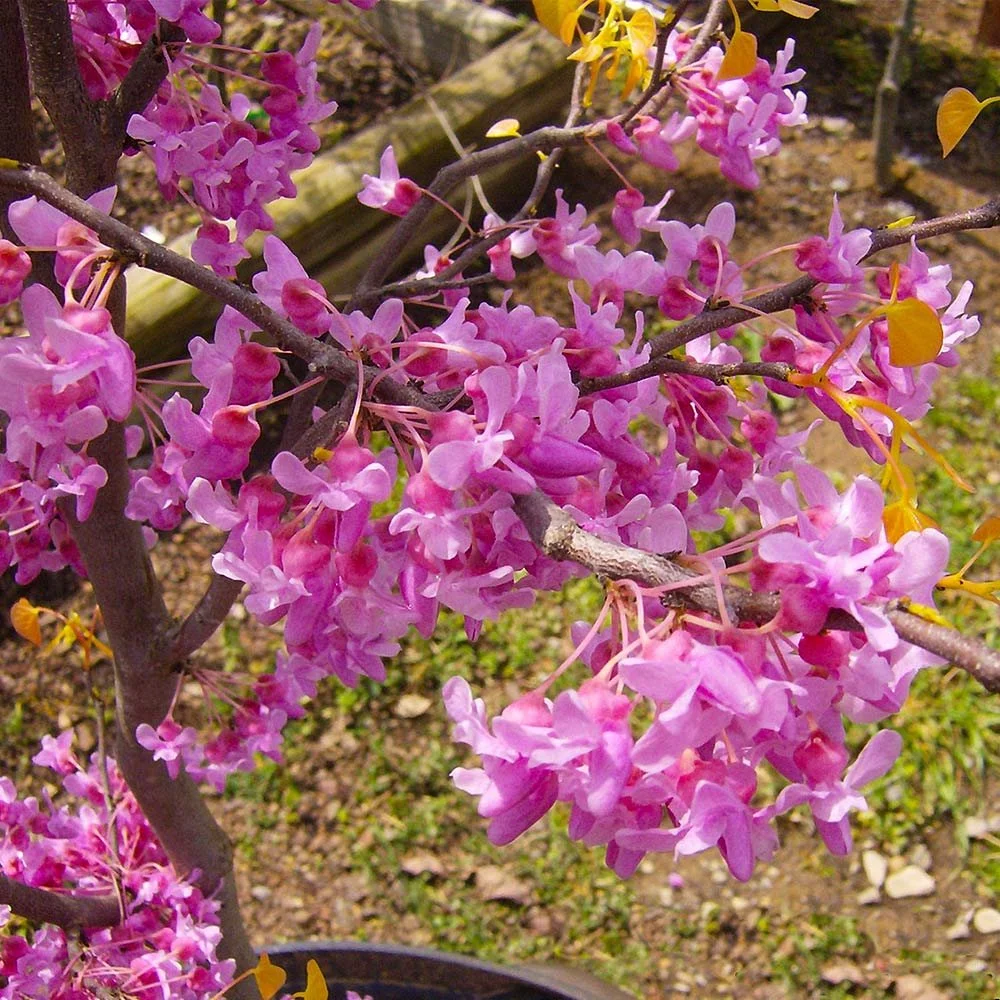Rising_Sun_Redbud_6.jpg