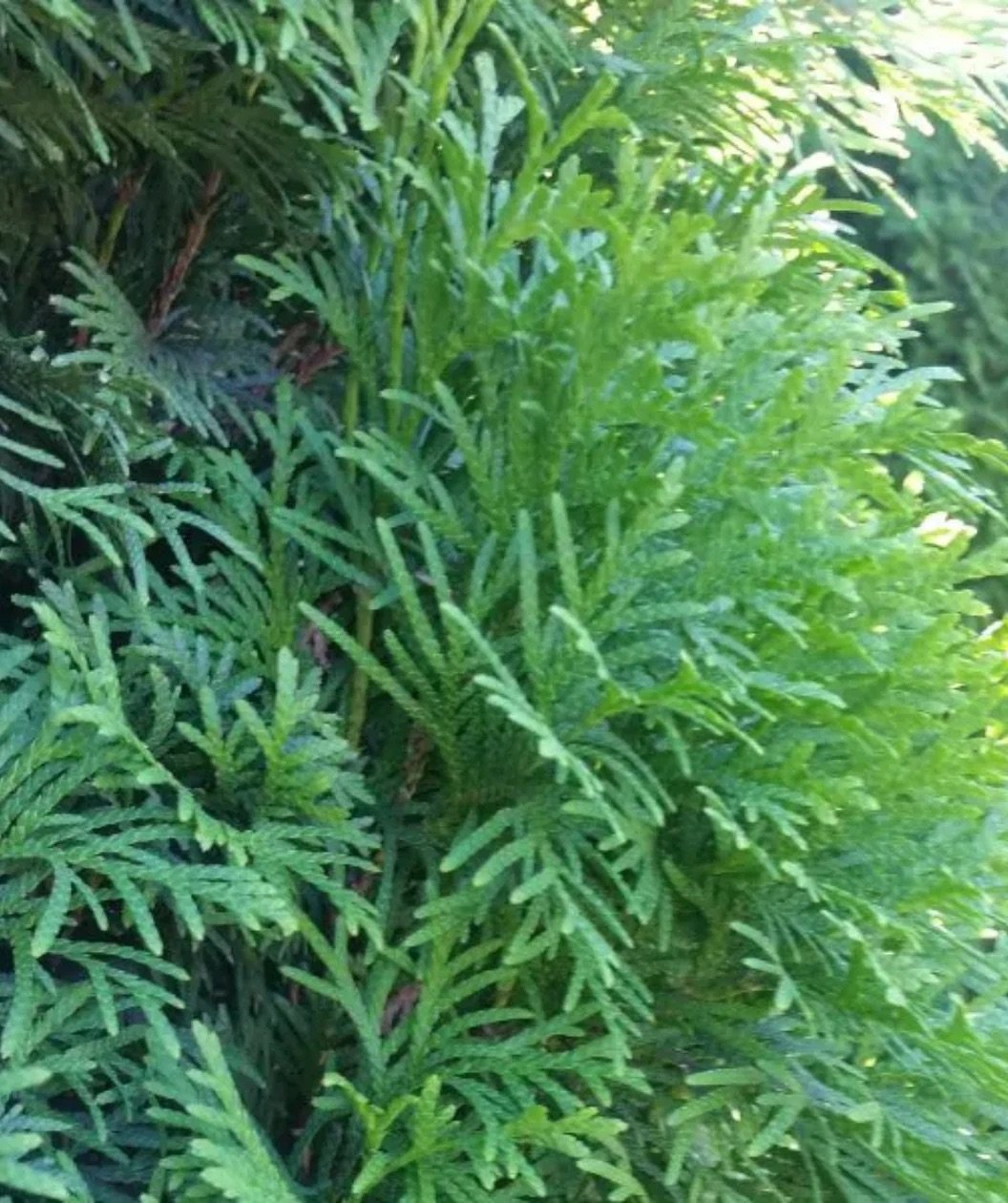 NorthPoleArborvitaeFoliage_1_1080x.jpg