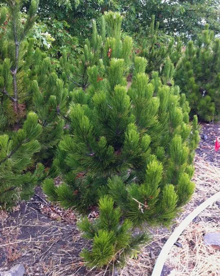Bosnian Pine