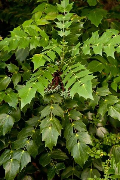 Leatherleaf Mahonia