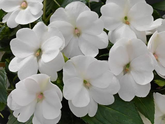 Sunpatiens White - Ten 4.5 inch Containers