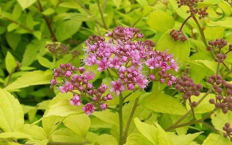 2185-Gold-Mound-Spirea.jpg