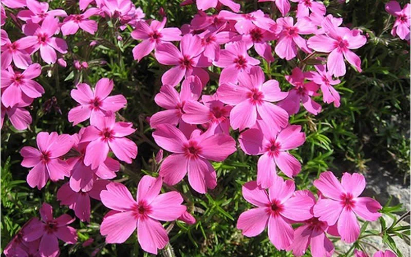 Drummond's Pink Creeping Phlox - 1 Gallon Container