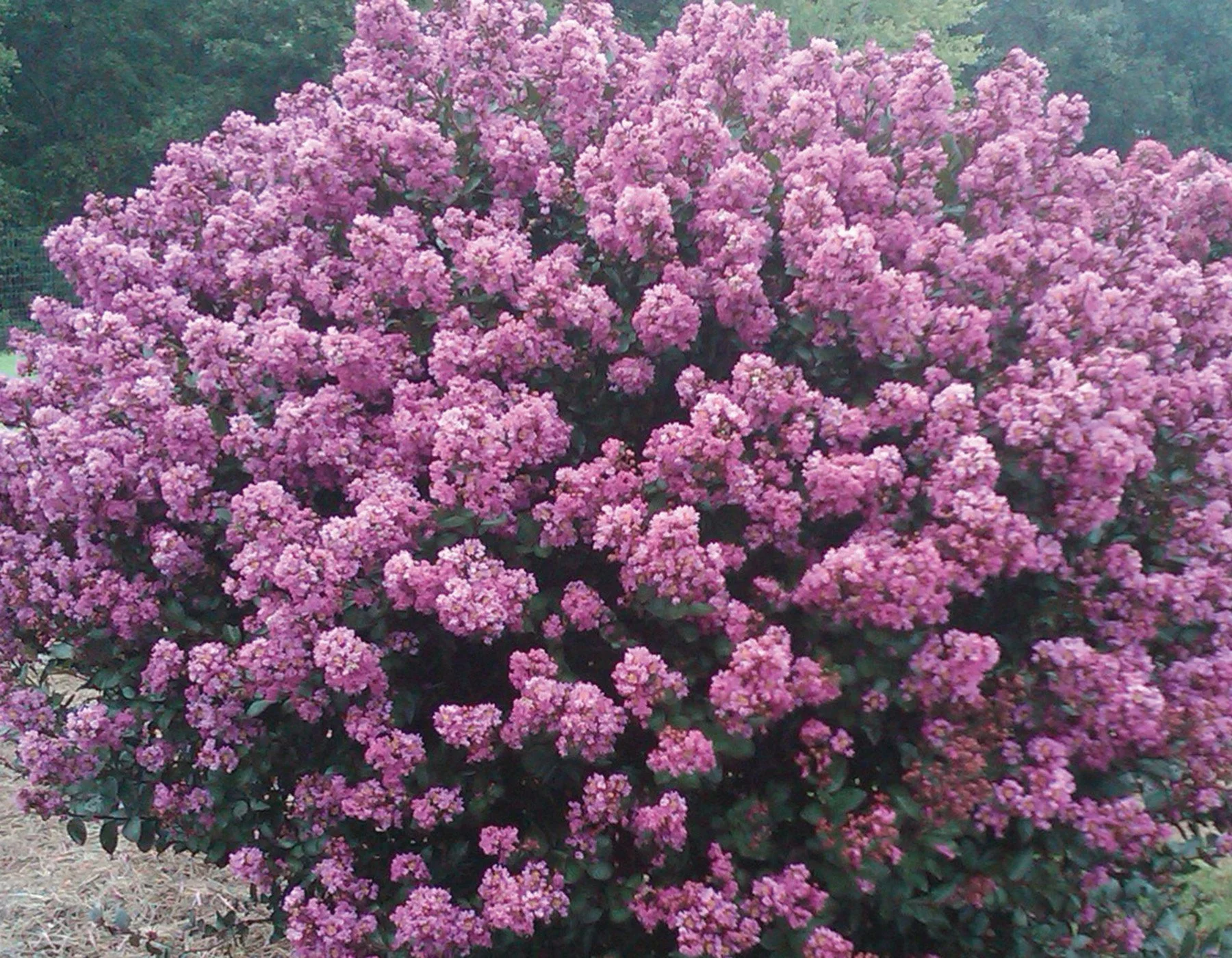 Lagerstroemia_Enduring_Lavender_001.jpg