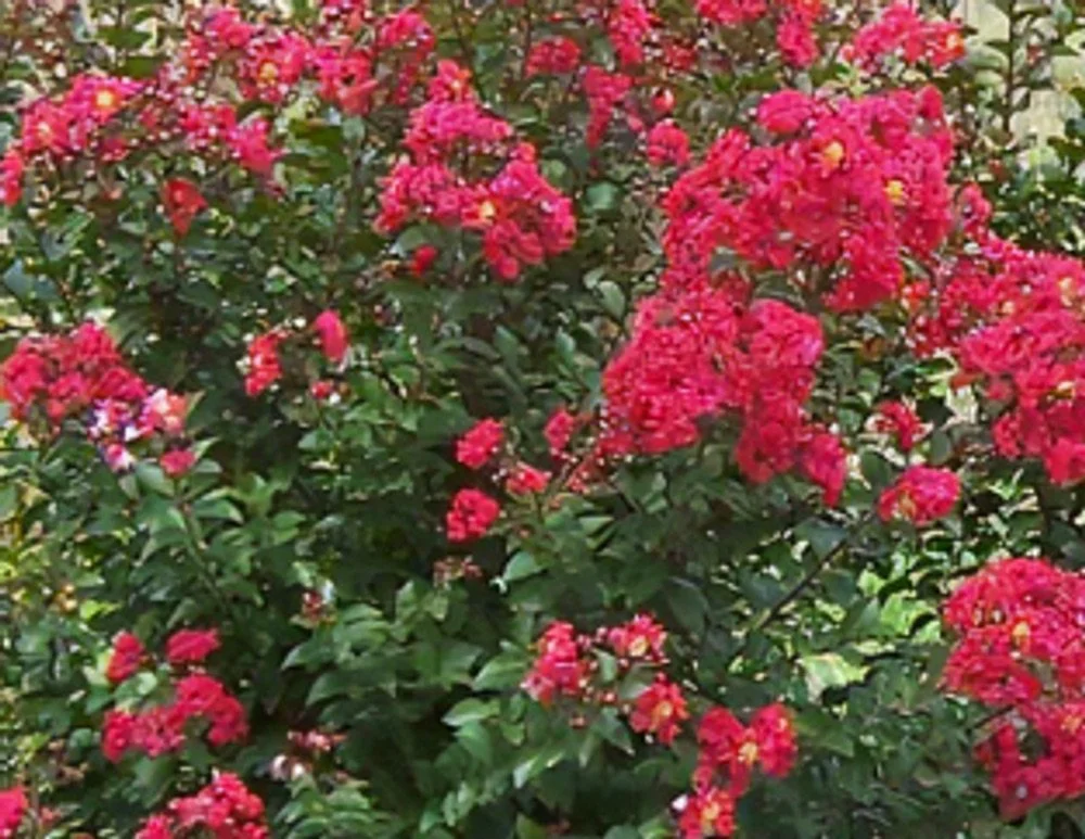 crape-myrtle-princess-holly-ann__92084.jpeg