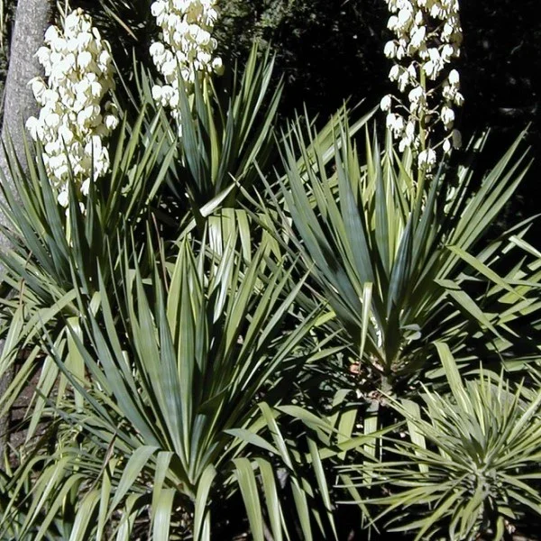 Soft Leaf Yucca - 5 Gallon Container