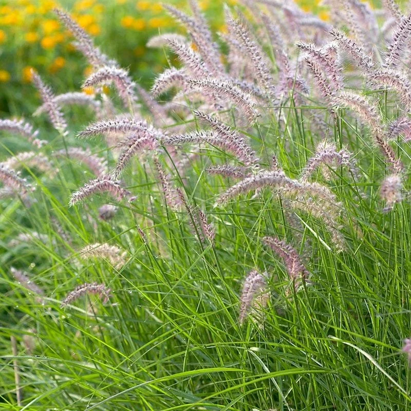 pennisetum-karley-rose-fountain-grass-plant_1.jpg