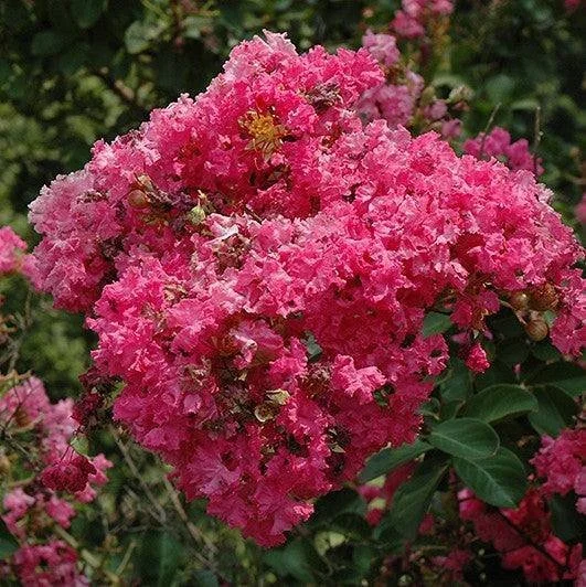 Tonto Crape Myrtle