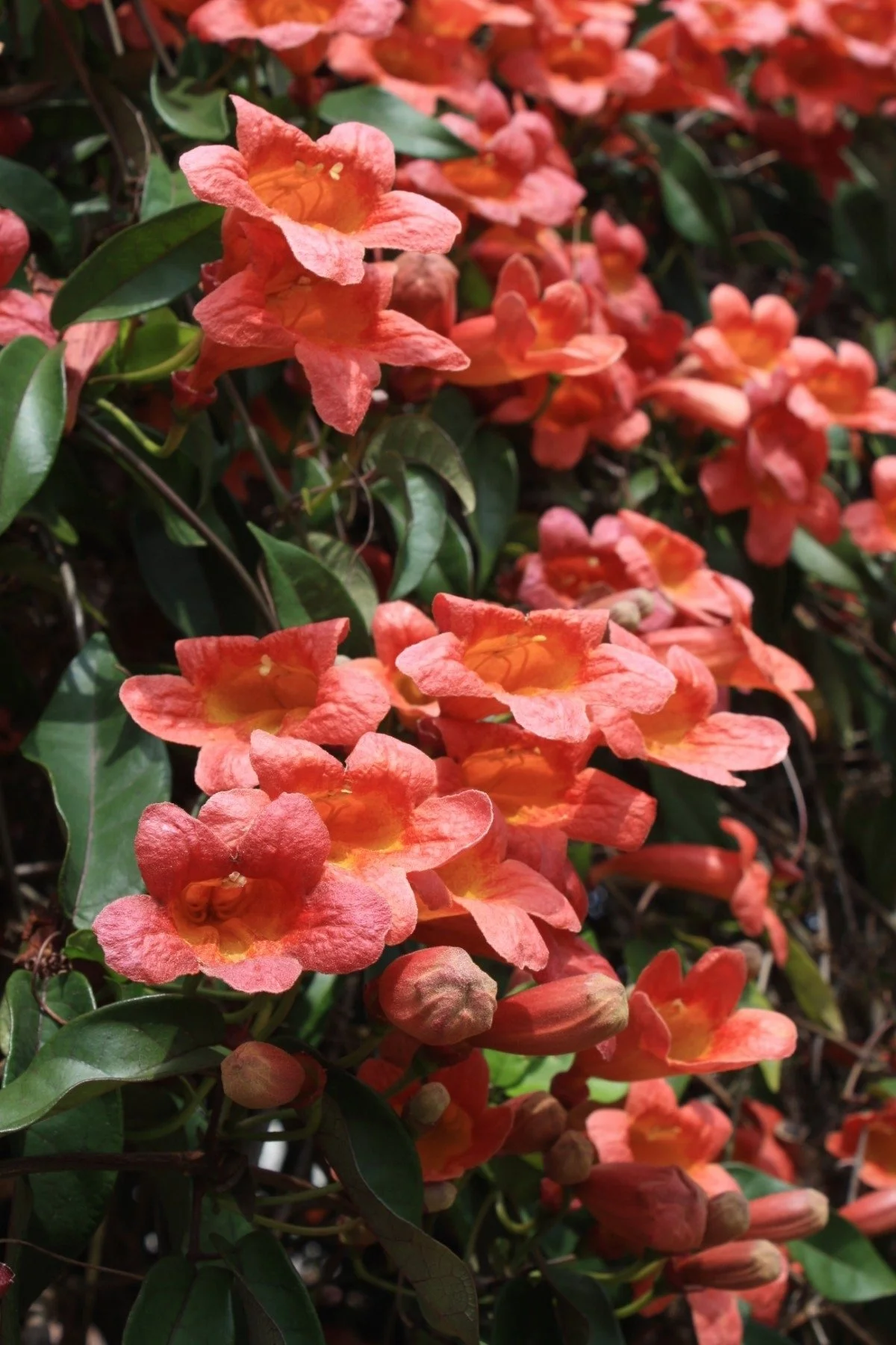 Bignonia capreolata orange (2).jpeg