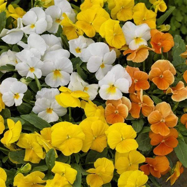 Citrus Mix Viola - 18 four inch Containers