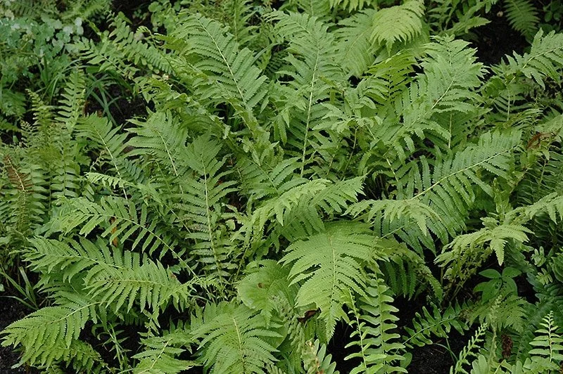 Christmas-Fern.jpg