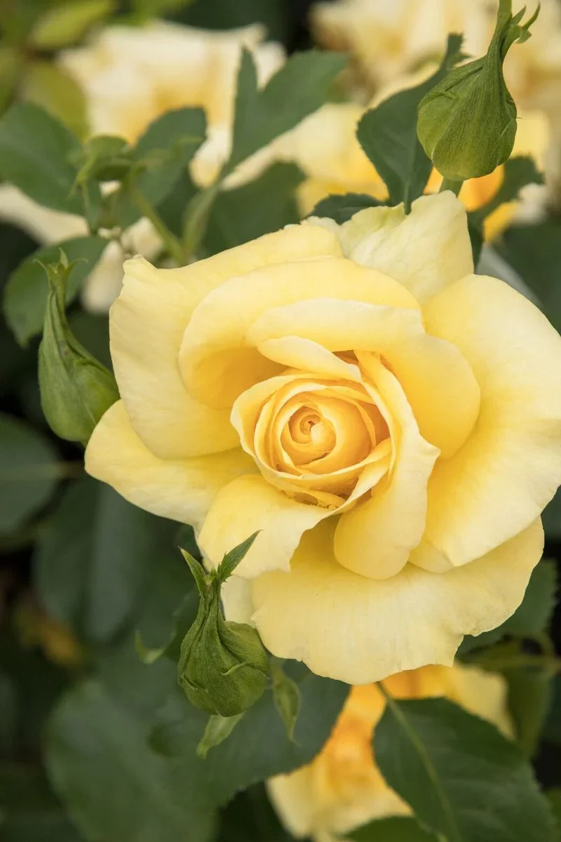 Grace N' Grit Yellow Shrub Rose