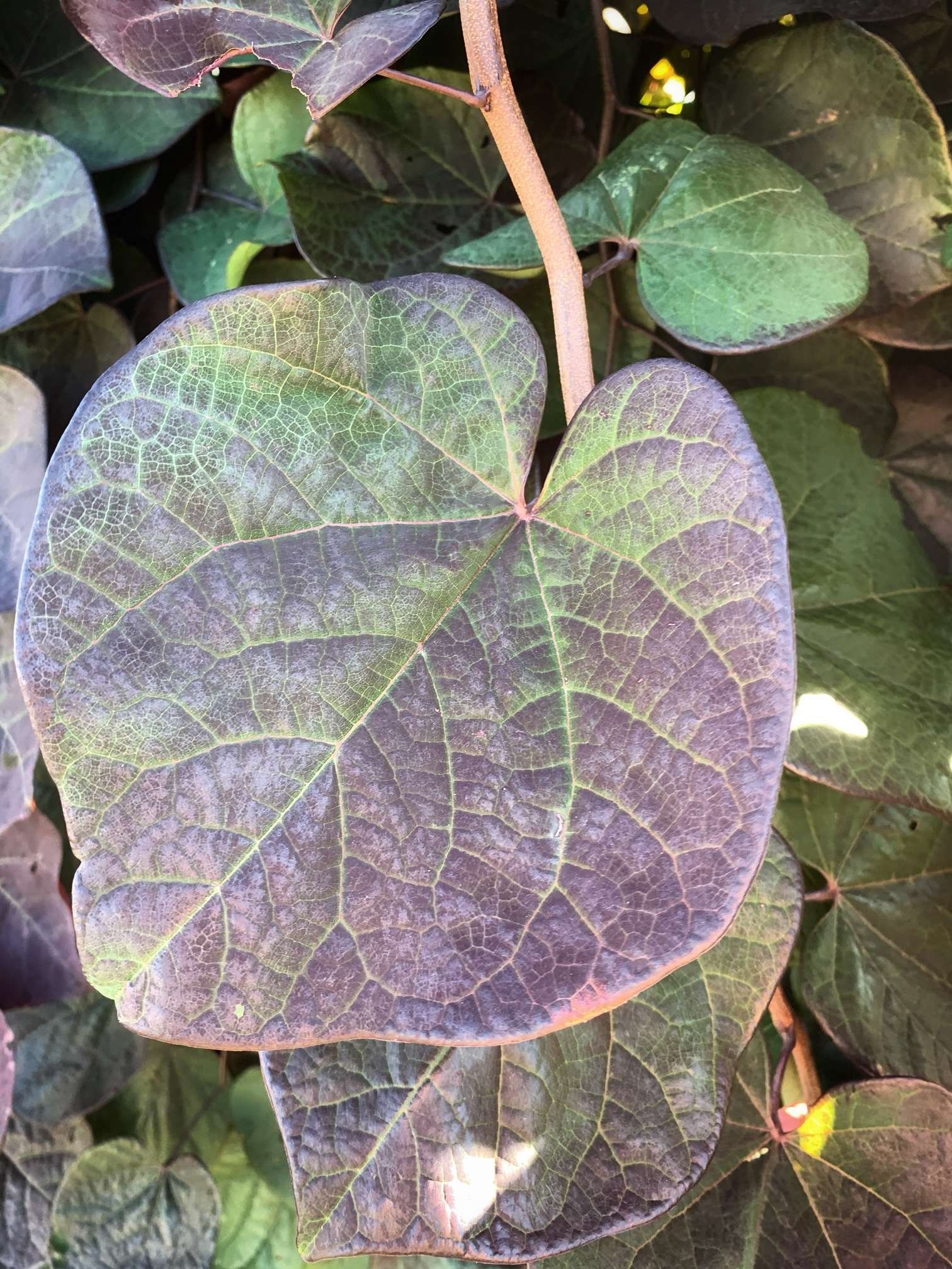 Ruby Falls Weeping Redbud - 15 Gallon Container