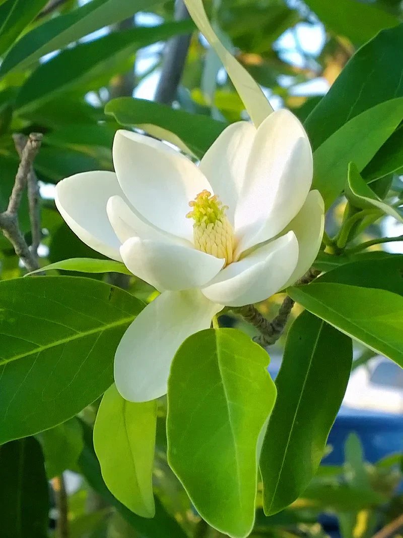 MagnoliaSweetbayPMG2.jpg.webp