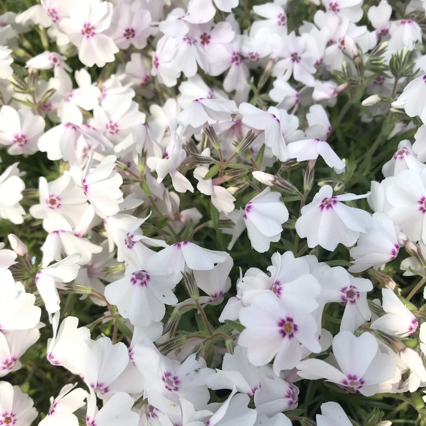 Amazing Grace Creeping Phlox - 1 Gallon Container