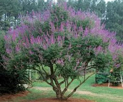 VitexShoalCreek.jpg