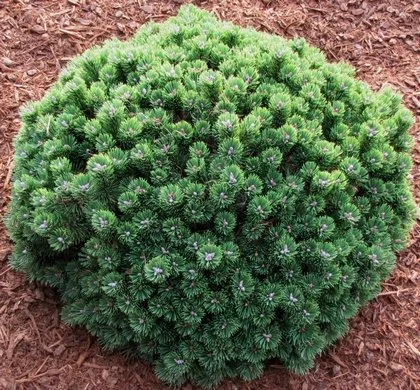 PinusMugoSherwoodCompact nat tag.jpg