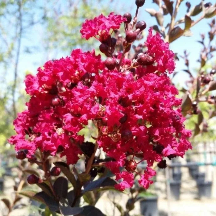 double-feature-crape-myrtle-14740796604458.jpg