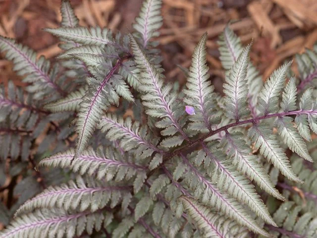 Pictum Japanese Painted Fern.png.jpeg