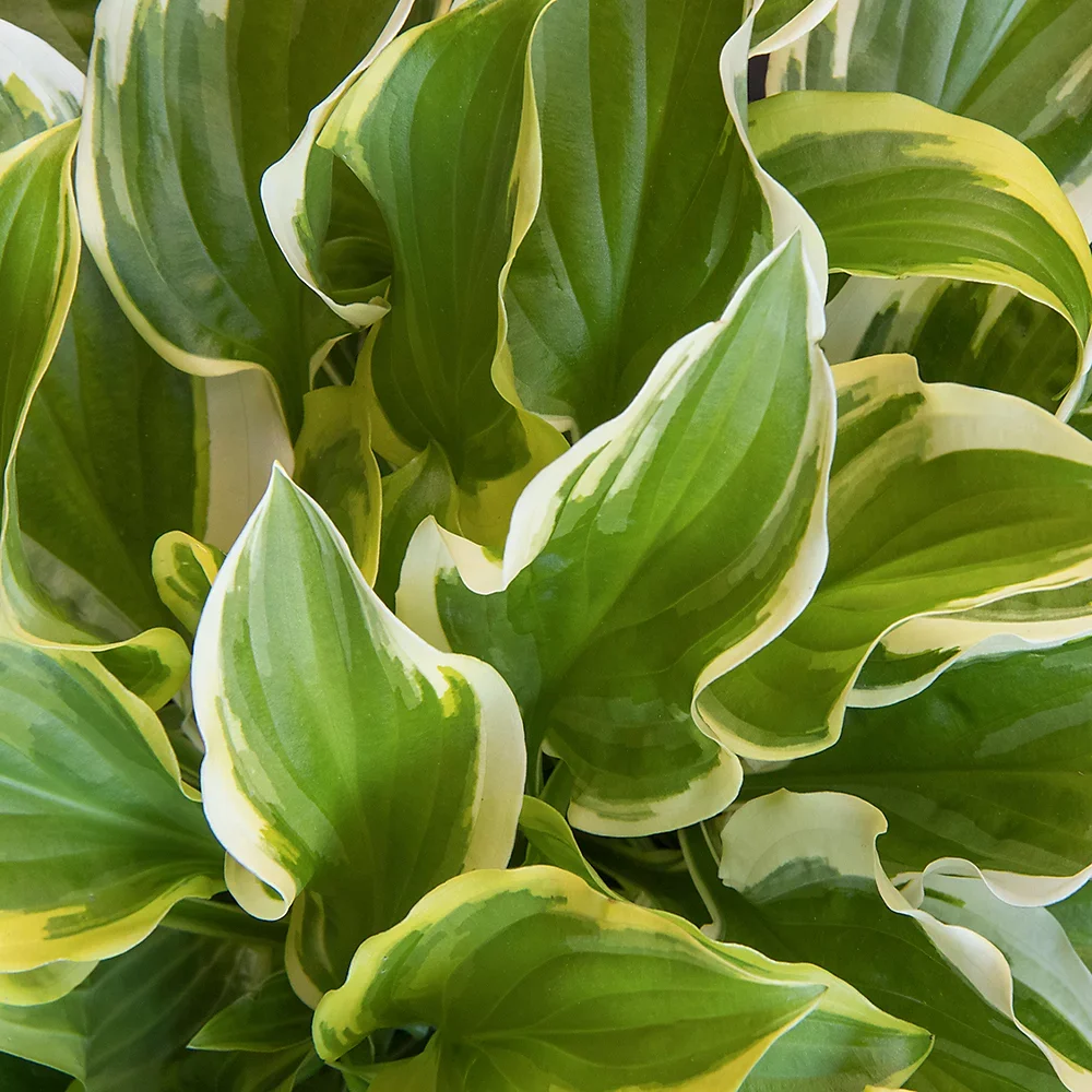 hosta-so-sweet-10-20cm-height-including-pot-garden-plant-compact-perennial-variegated-foliage~5051641418780_01c_MP.webp