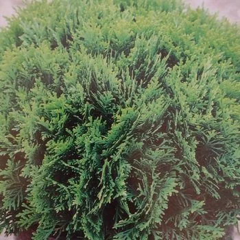 Westmont Chinese Arborvitae - 5 Gallon Container