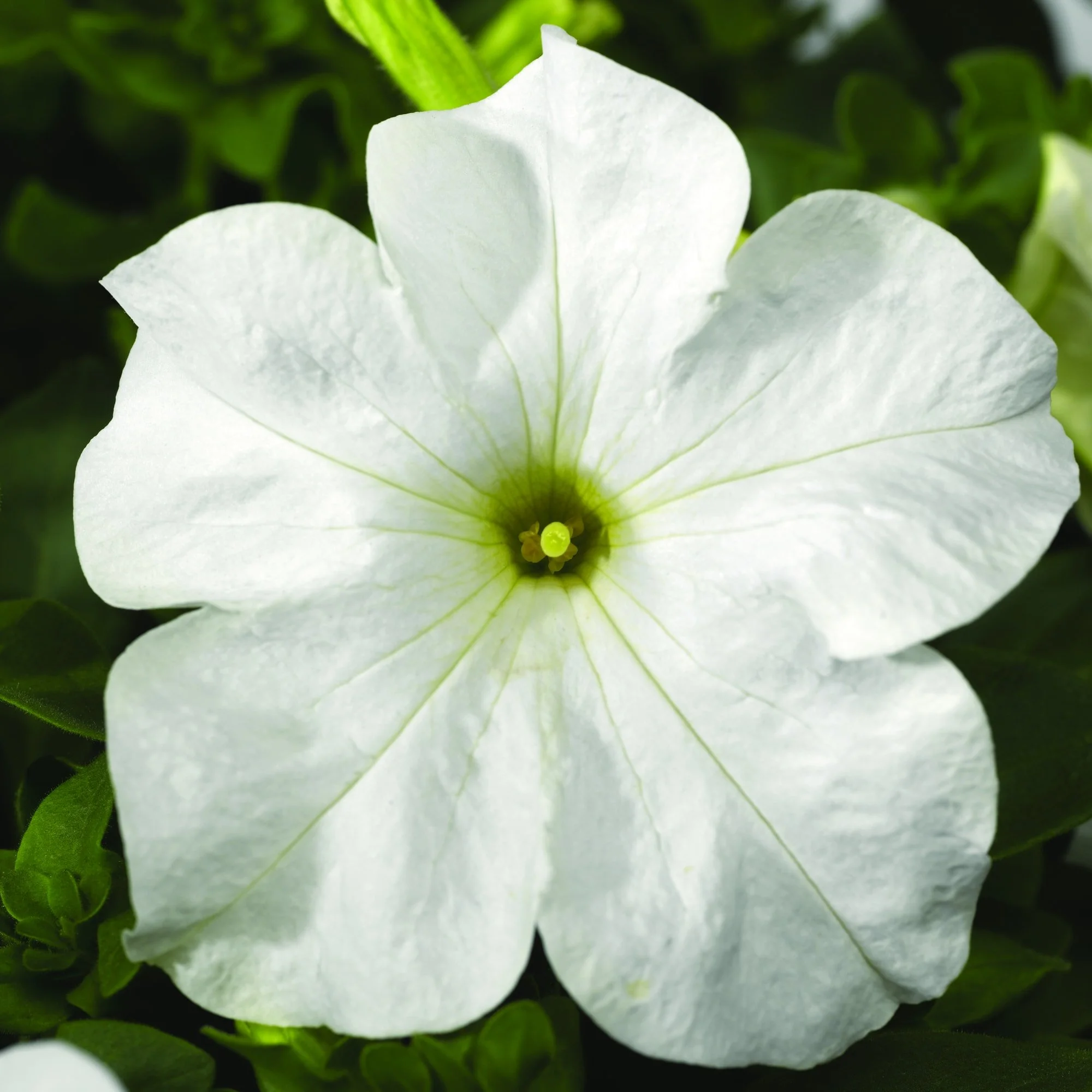 White Tritunia Petunia - Flat of 18 Four Inch Containers