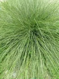 Prairie Dropseed Grass - 3 Gallon Container