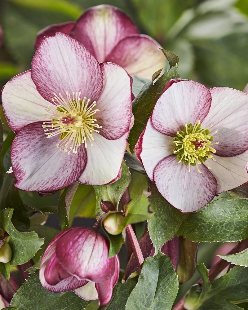 Helleborus-Ice-N-Roses-Rosado.jpg