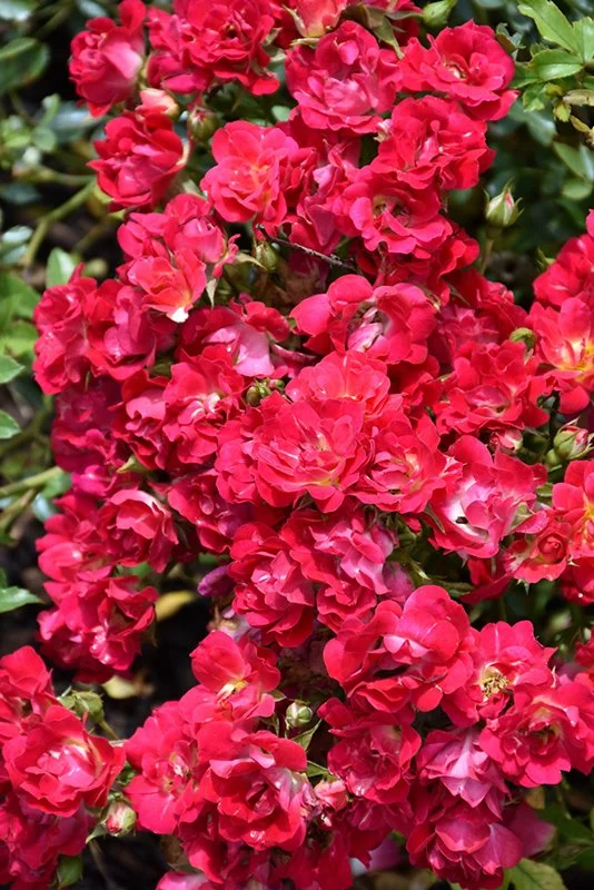 Red Drift Groundcover Rose - 3 Gallon Container