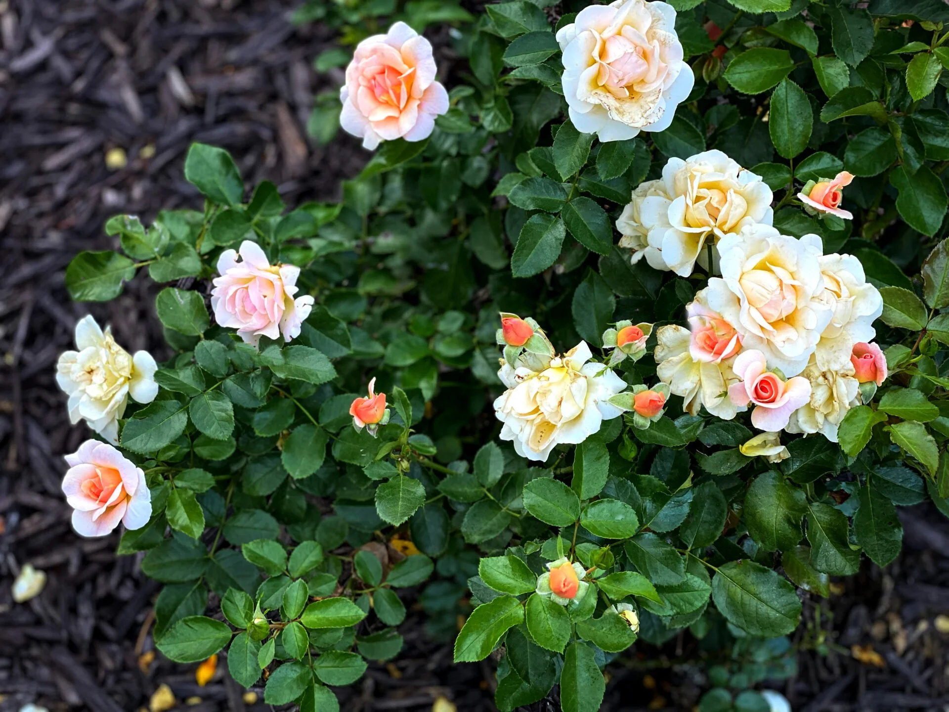 nitty-gritty-peach-rose-1.jpg
