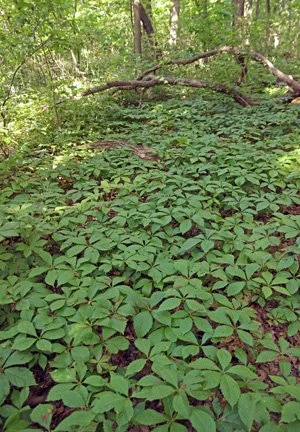 P_quinq-forest.jpg