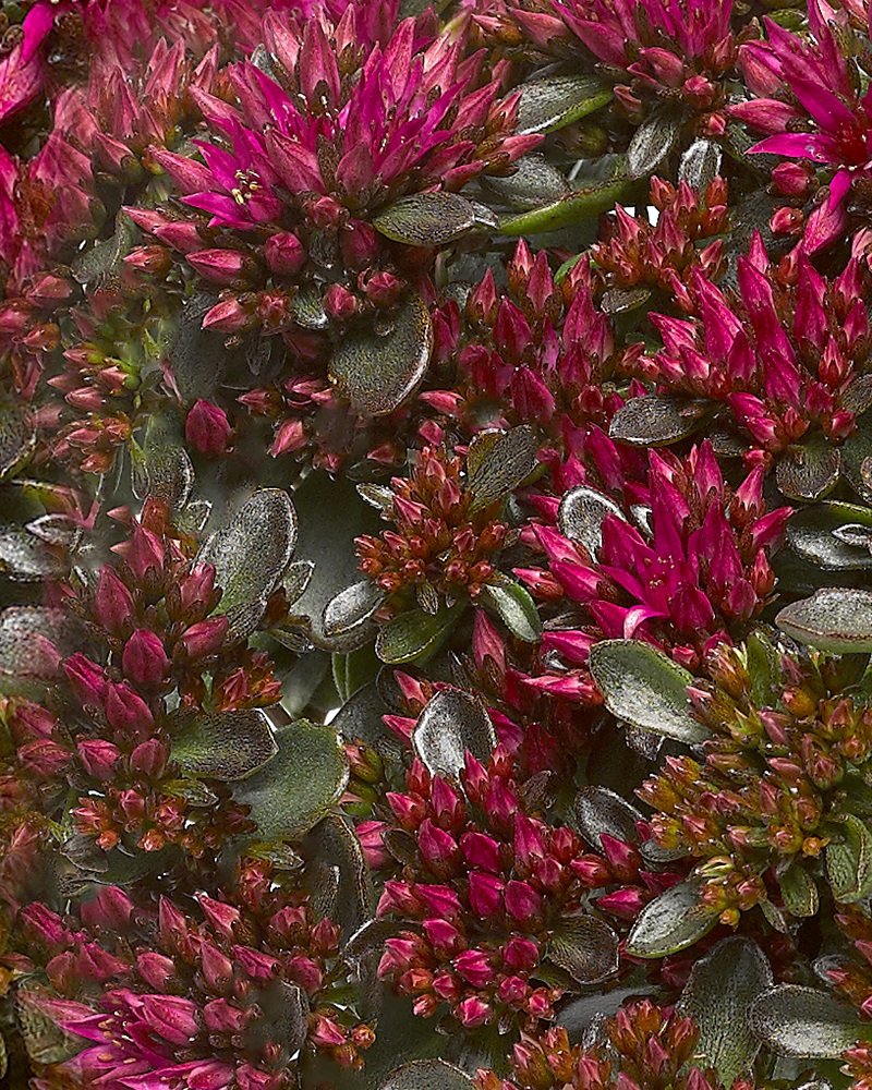 Sedum-Spot-On-Rose.jpg