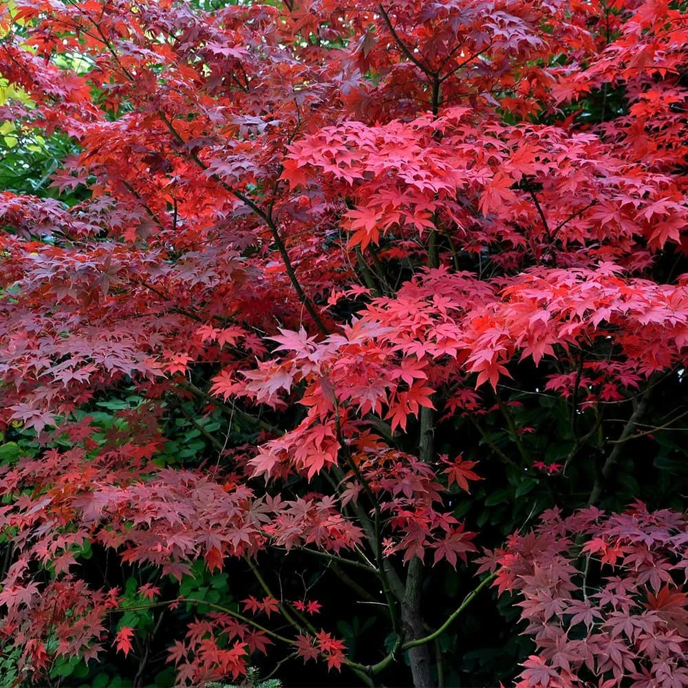 Bloodgood Maple