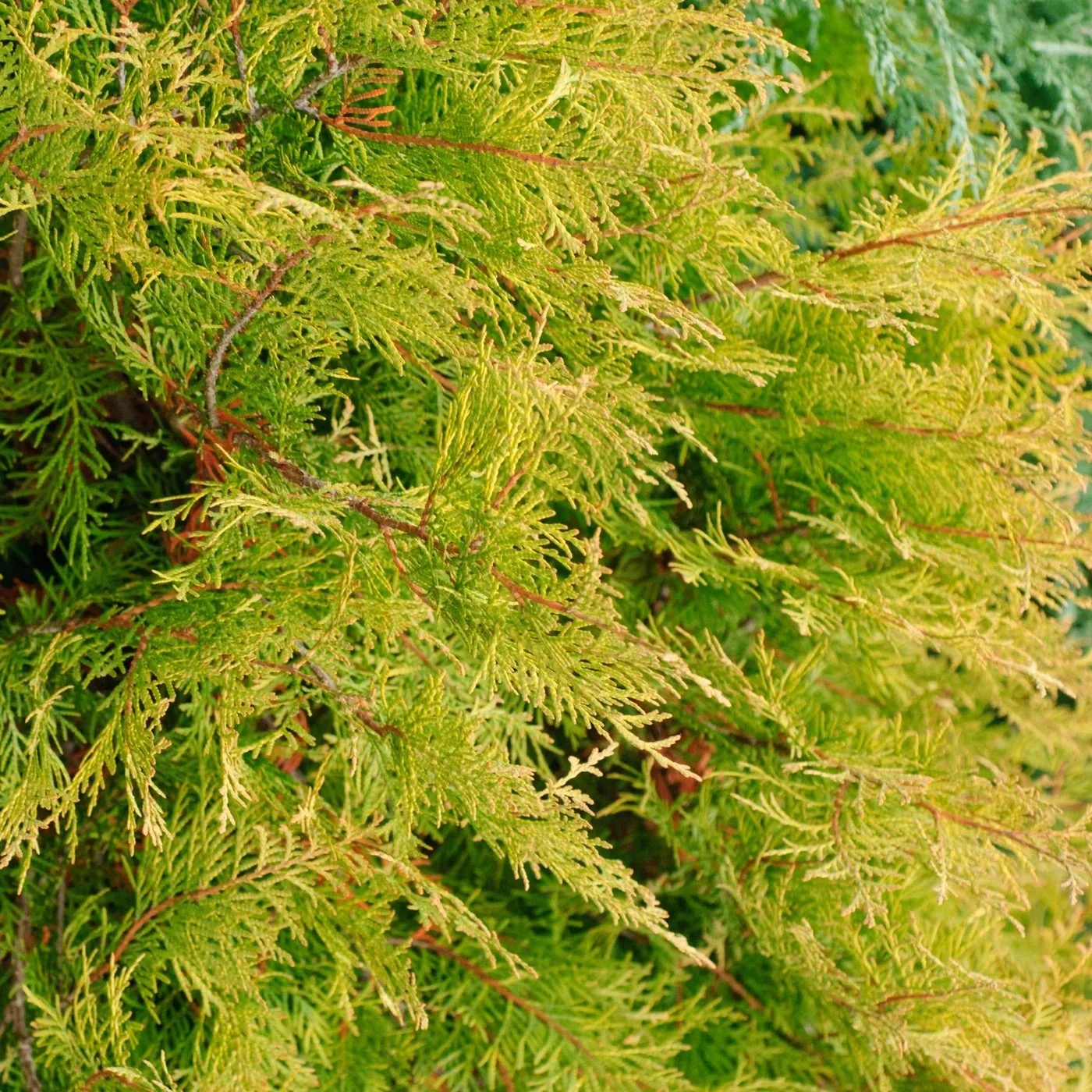 Gold Rider Leyland Cypress - 5 Gallon Container