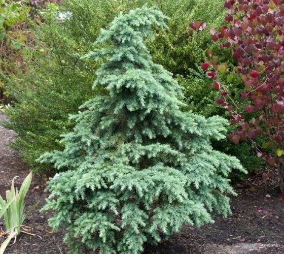 Divinely Blue Cedar