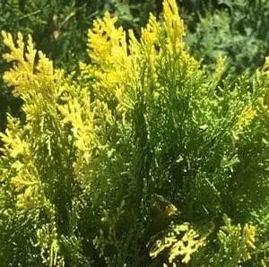 Lime Delight Arborvitae