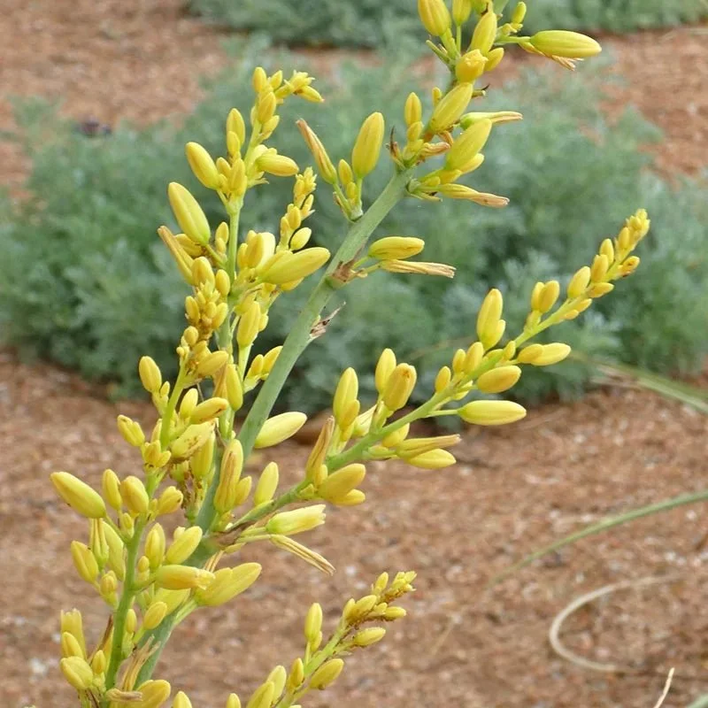 YellowYucca.webp.jpeg
