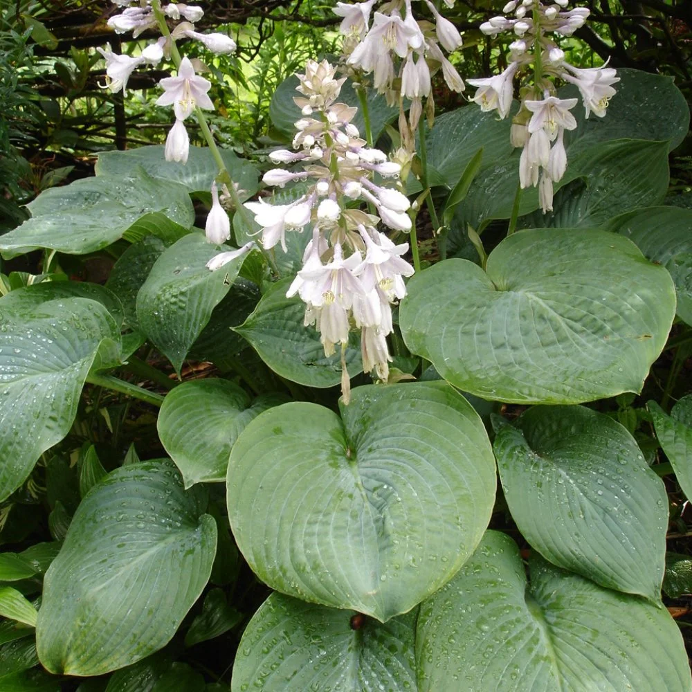 Hosta_Elegans_01.jpg